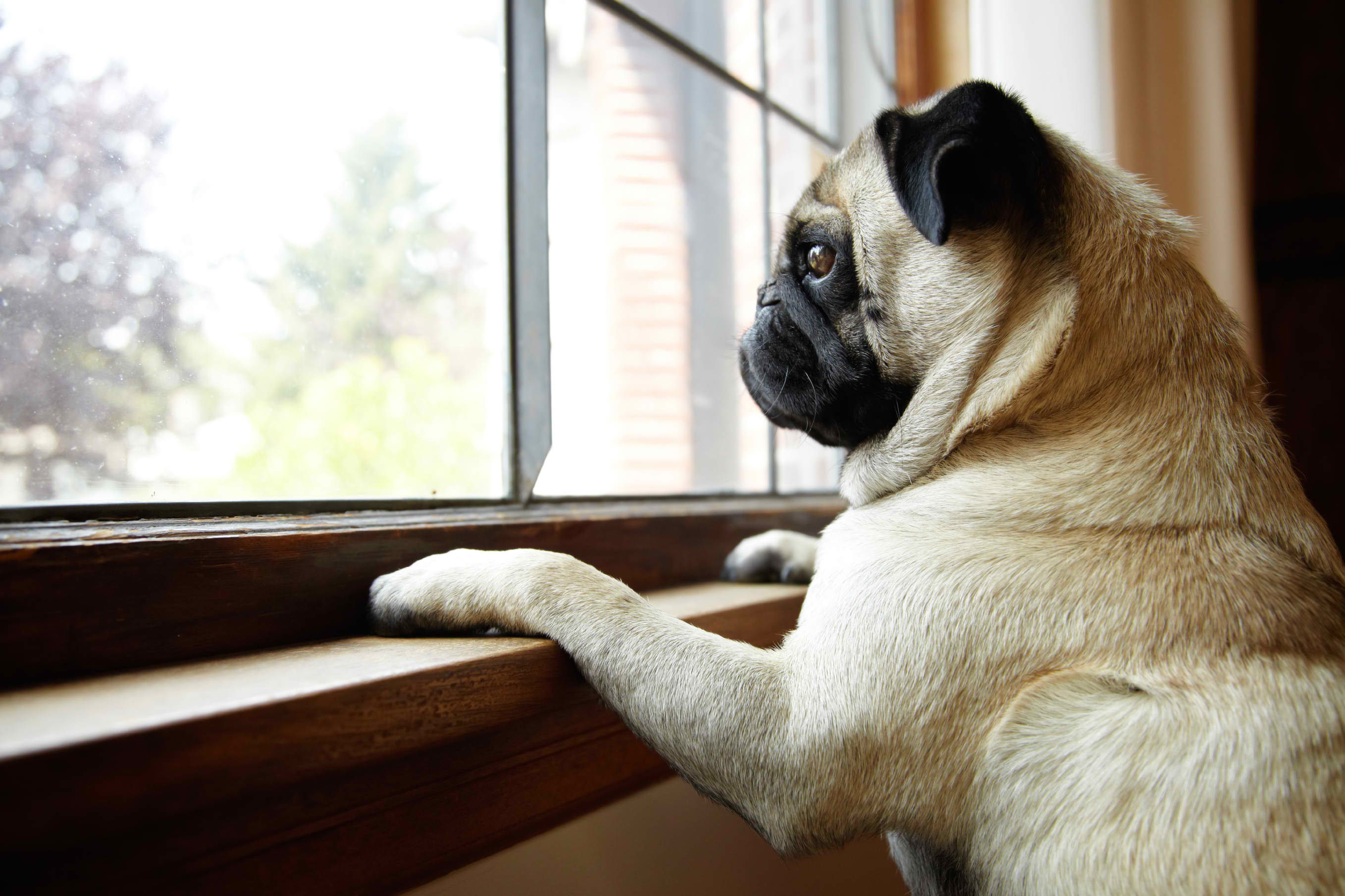 pug looking out the window