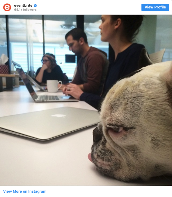 Bored dog in a work meeting