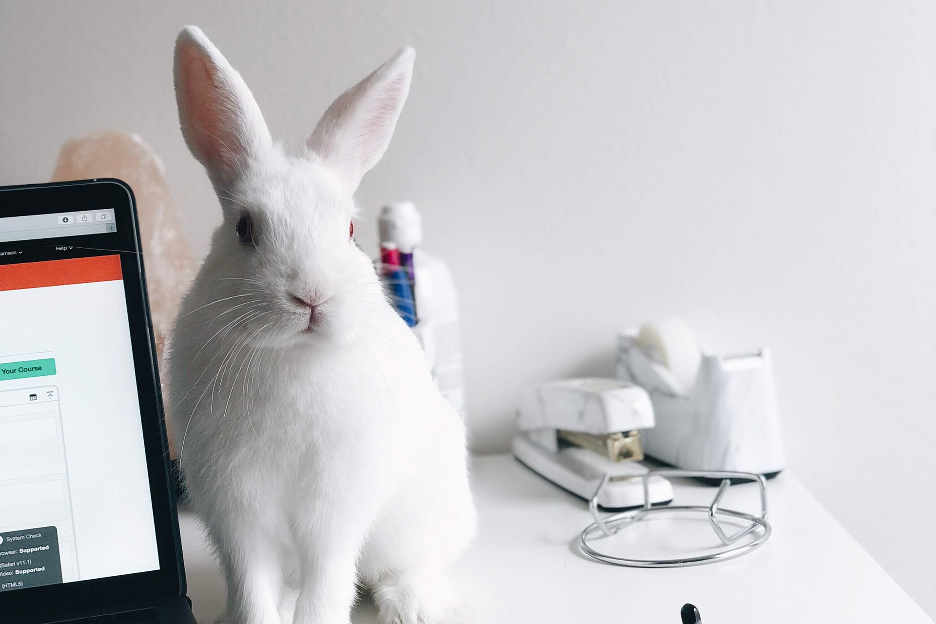white rabbit on desk